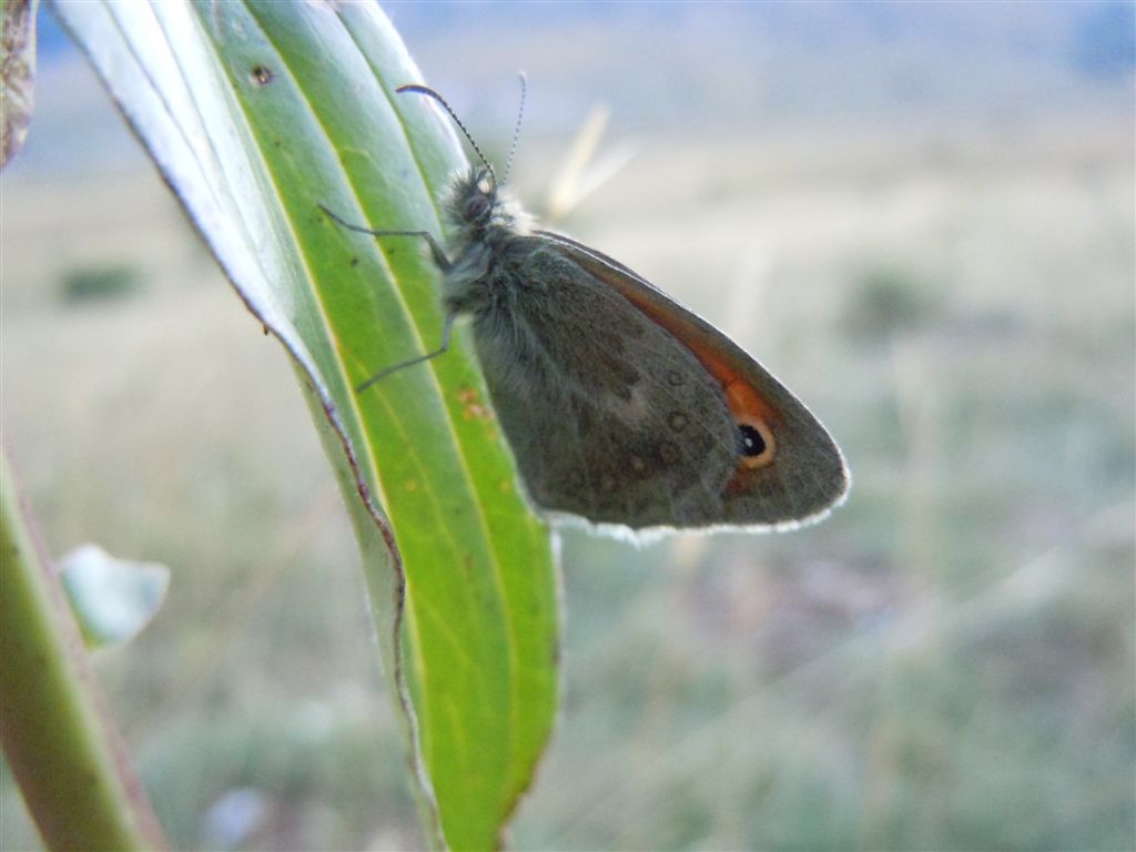 Coenonympha pamphilus